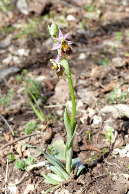 Ophrys crabronifera  Monte Gennaro (Roma) 30 marzo 2017